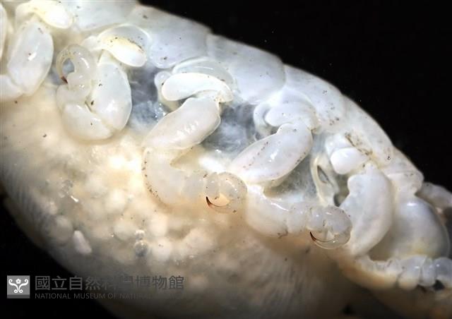 未知種縮頭水虱藏品圖，第5張