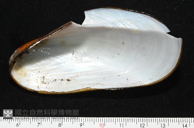 平端深海殼菜蛤藏品圖，第5張