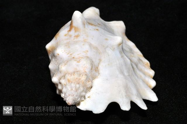 紫袖鳳凰螺藏品圖，第5張