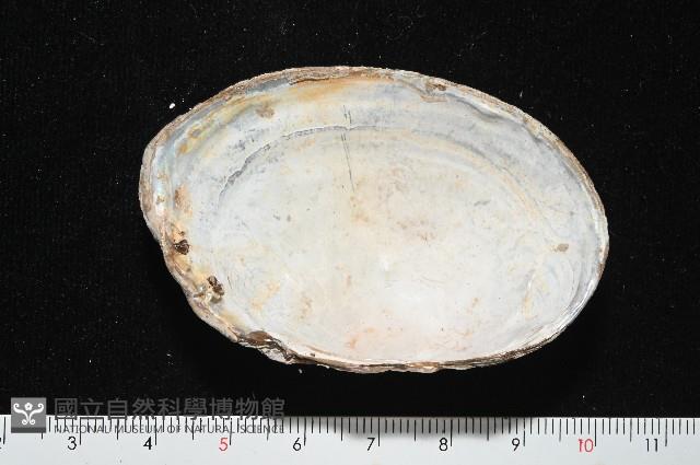 青蚌藏品圖，第5張