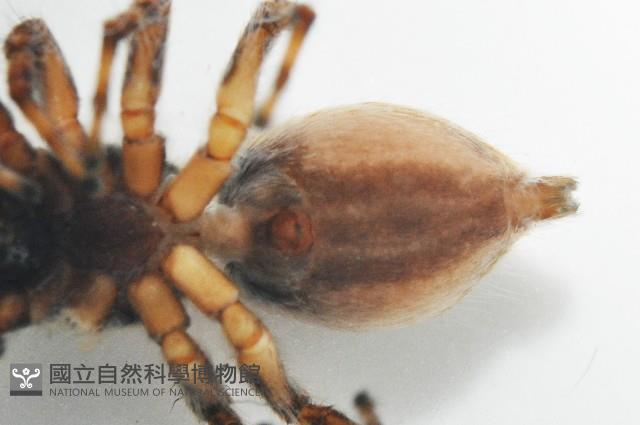 雙帶扁蠅虎藏品圖，第5張
