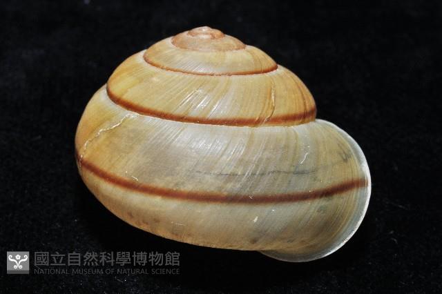 金崙栗蝸藏品圖，第5張