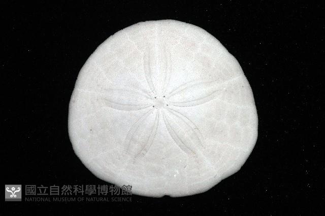 盾形網溝海膽藏品圖，第5張