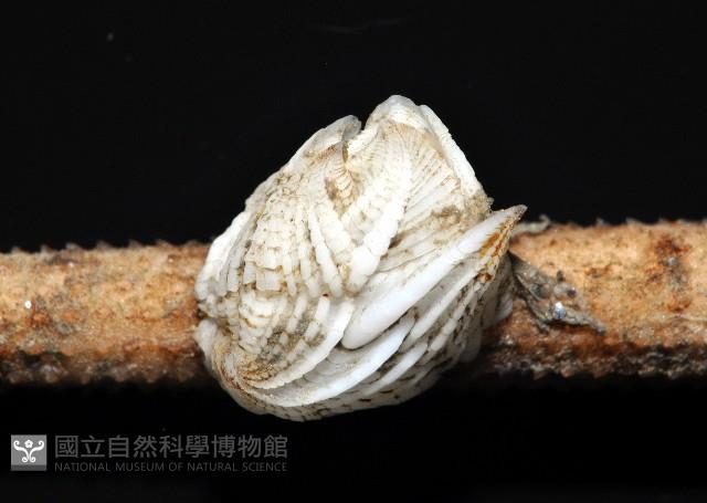 貝雕吻花籠藏品圖，第5張