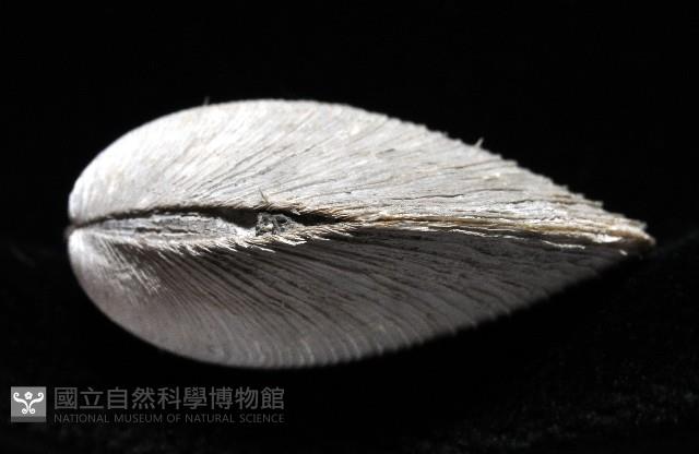 環紋扁滿月蛤藏品圖，第5張