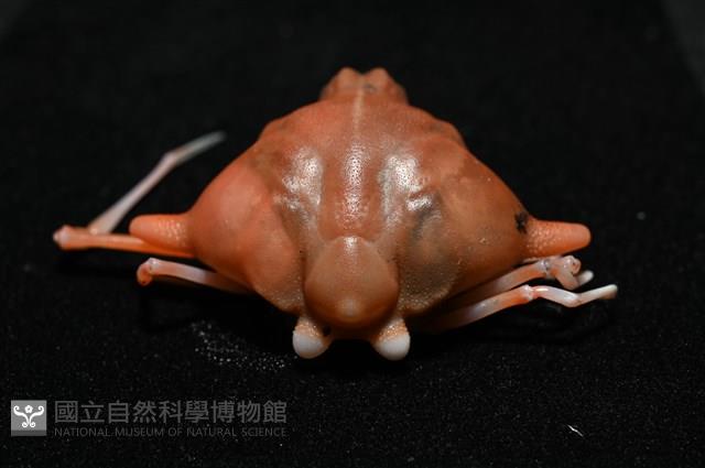 雙角轉輪蟹藏品圖，第5張