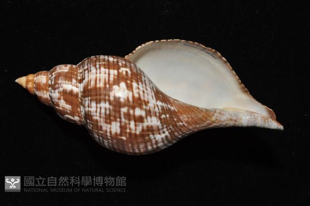 鬱金香旋螺藏品圖，第5張