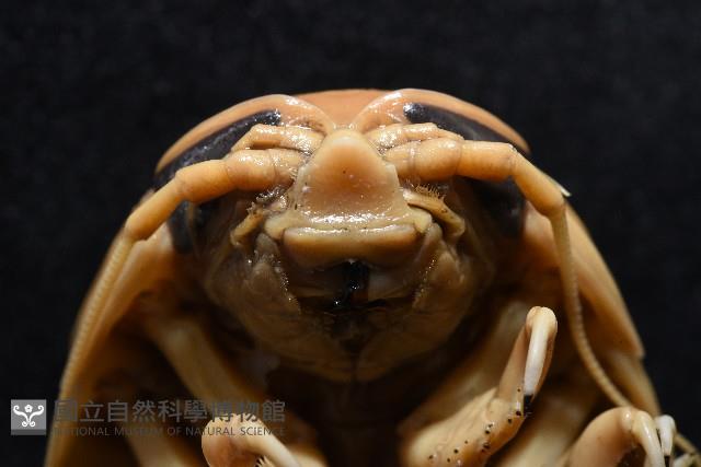道氏深水虱藏品圖，第5張