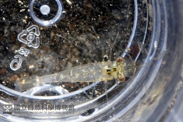 澳洲(南海)沼蝦藏品圖，第5張