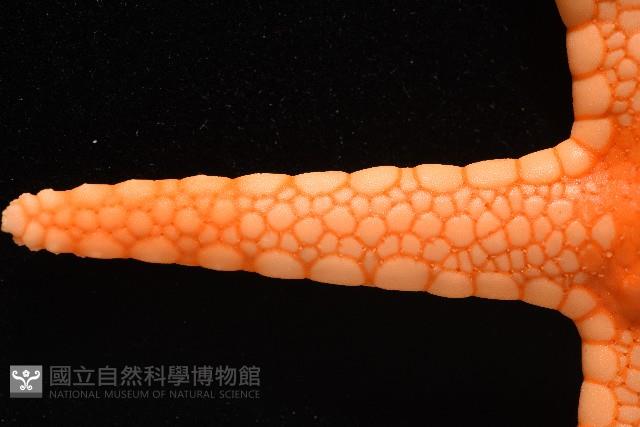 單鏈蛇星(珠鏈單鰓海星)藏品圖，第5張