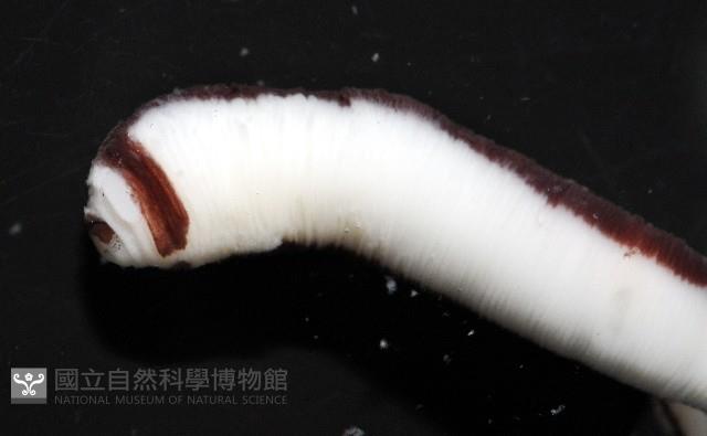 曙光無溝紐蟲藏品圖，第5張