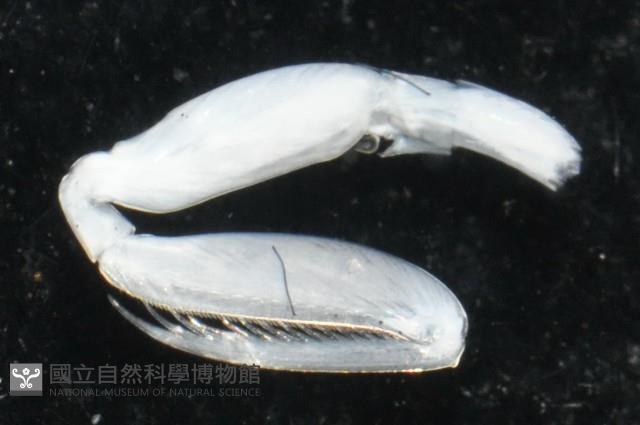 托瑪西尼幼嫩蝦蛄藏品圖，第5張