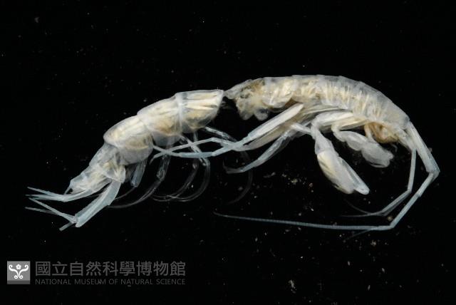 未知種端足類藏品圖，第5張