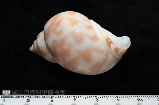 妃珍鳳螺藏品圖，第5張