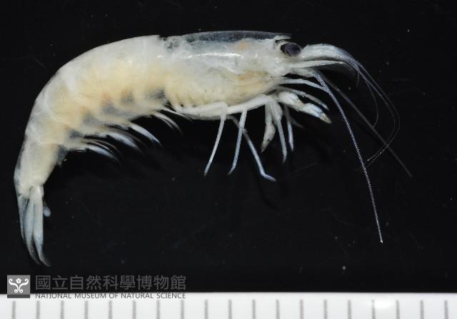 西表島新米蝦藏品圖，第5張