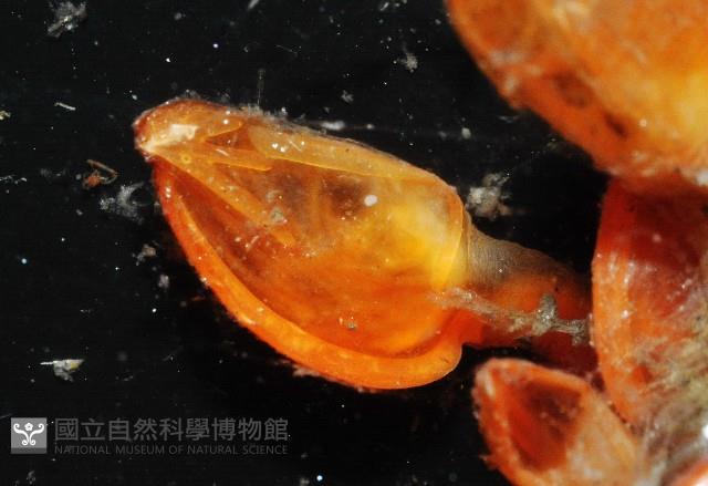 直板茗荷藏品圖，第5張