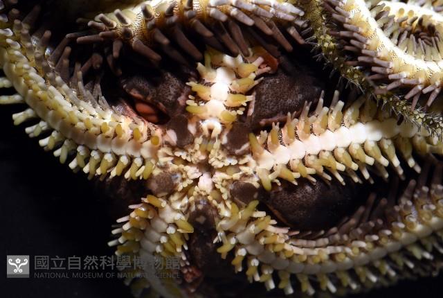 蜈蚣櫛蛇尾藏品圖，第5張