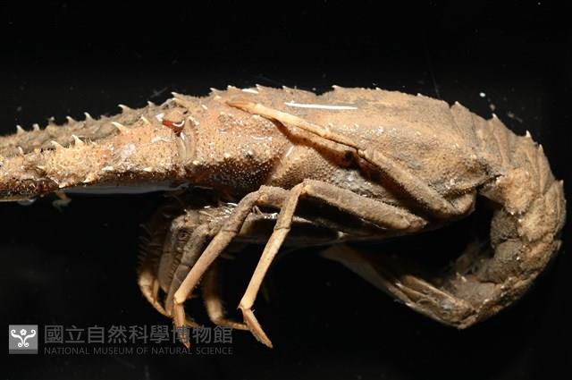 褐黃脊龍蝦藏品圖，第5張