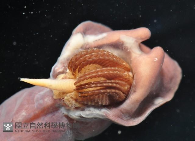 外藤壺藏品圖，第5張