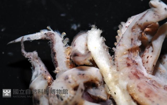 未知種皮羅魷魚藏品圖，第5張