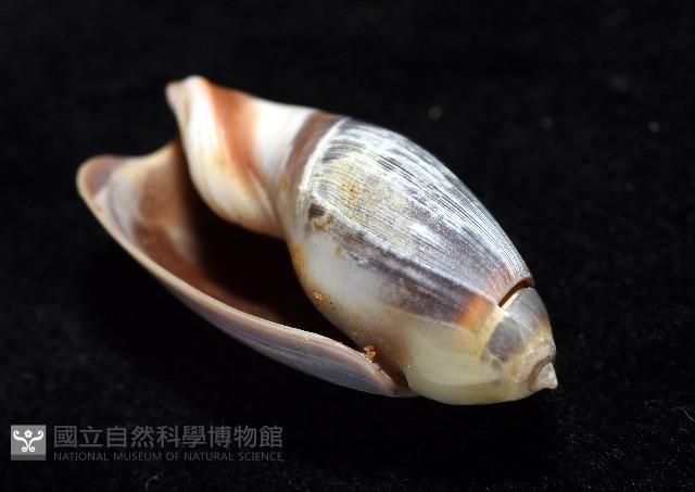 扭軸彈頭螺藏品圖，第5張