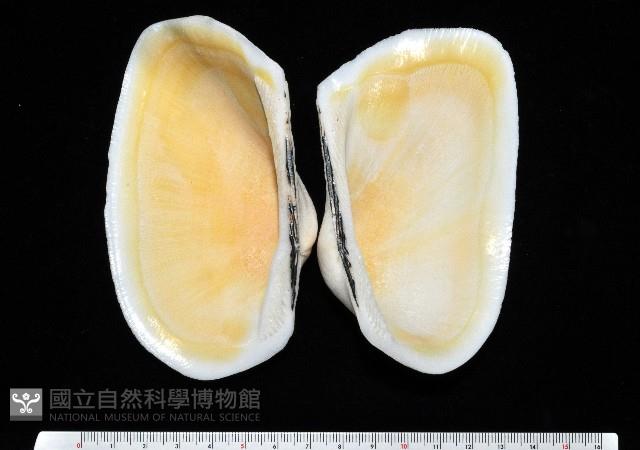 半扭魁蛤藏品圖，第5張