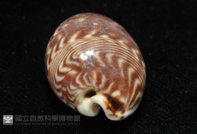 山水寶螺藏品圖，第5張