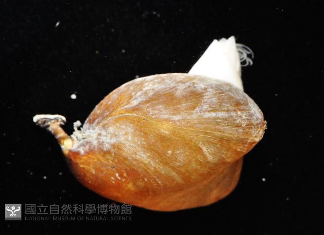 未知種酸漿貝藏品圖，第5張