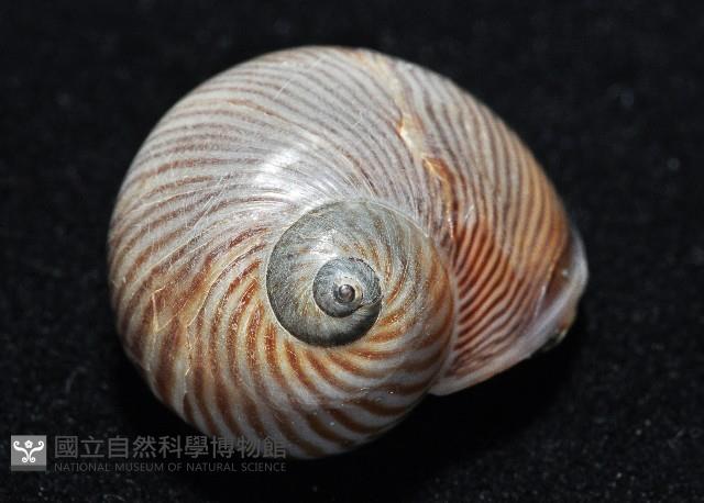 細紋玉螺藏品圖，第5張
