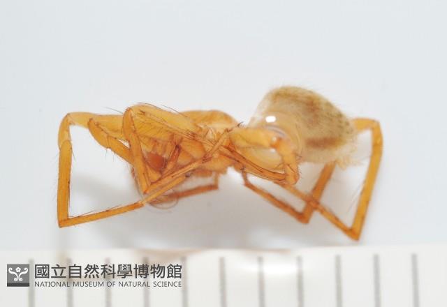 長亞隙蛛藏品圖，第5張