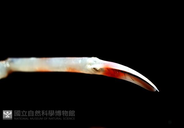 強壯蛛形蟹藏品圖，第5張