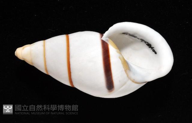 美嬌蝸牛藏品圖，第5張