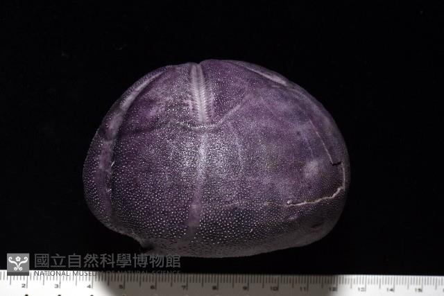 中華釜海膽藏品圖，第5張