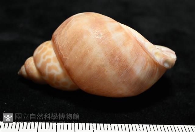 錫蘭鳳螺藏品圖，第5張