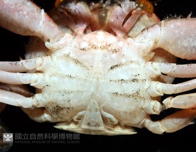圓形狼牙蟹藏品圖，第5張