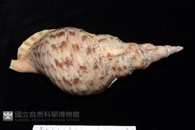 大法螺藏品圖，第5張