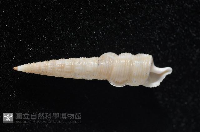 未知種左錐螺藏品圖，第5張