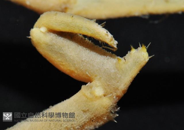 西伯加曼人面蟹藏品圖，第5張