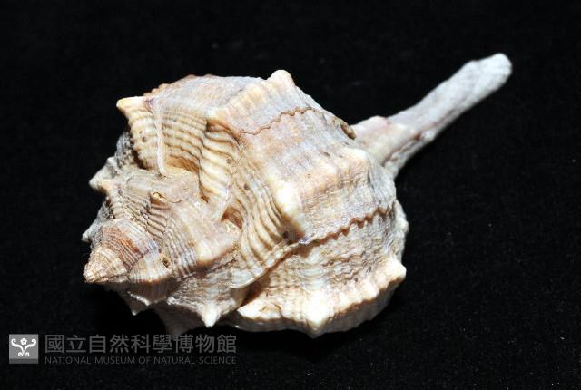 染料骨螺藏品圖，第5張