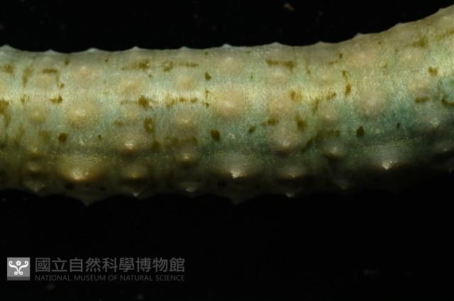 未知種海蛭藏品圖，第5張