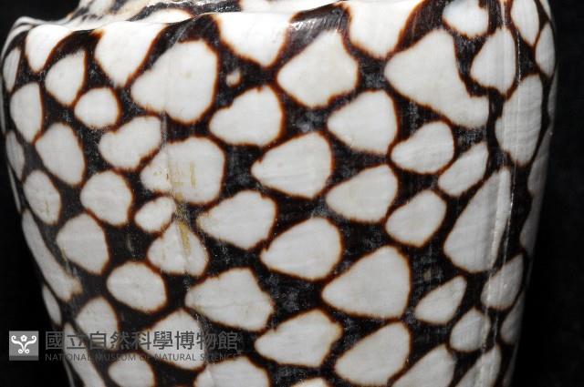 大理石芋螺藏品圖，第5張