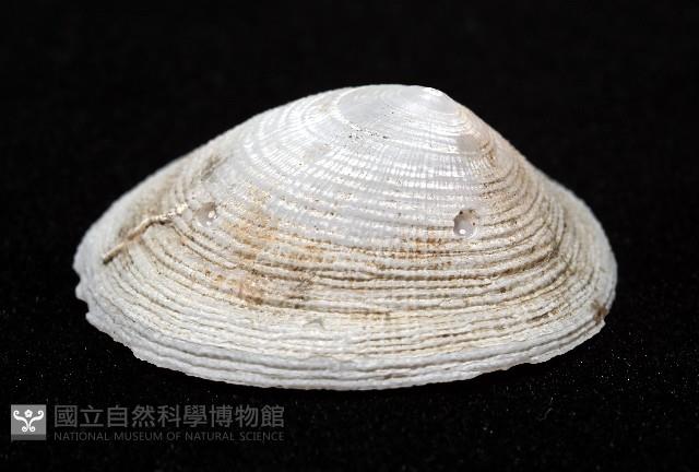 尖頂梳齒笠螺藏品圖，第5張
