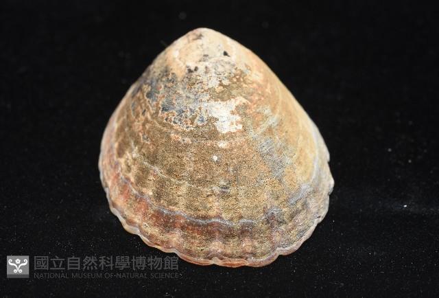 南極笠螺藏品圖，第5張