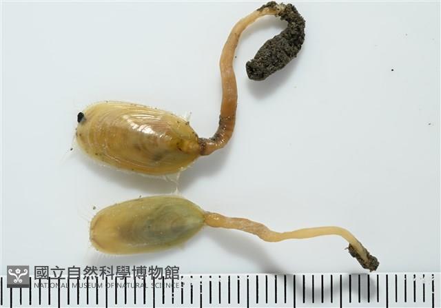 亞氏海豆芽藏品圖，第5張