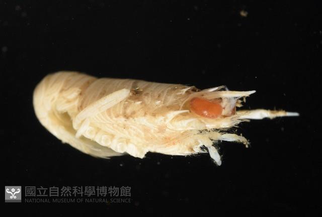 軍武刺鎧蝦藏品圖，第5張