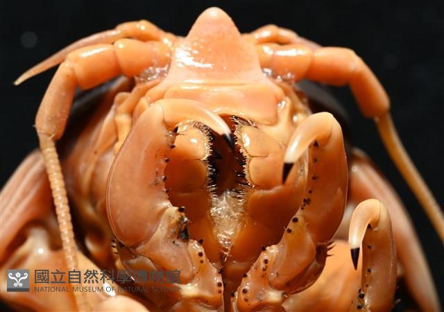 道氏深水虱藏品圖，第5張