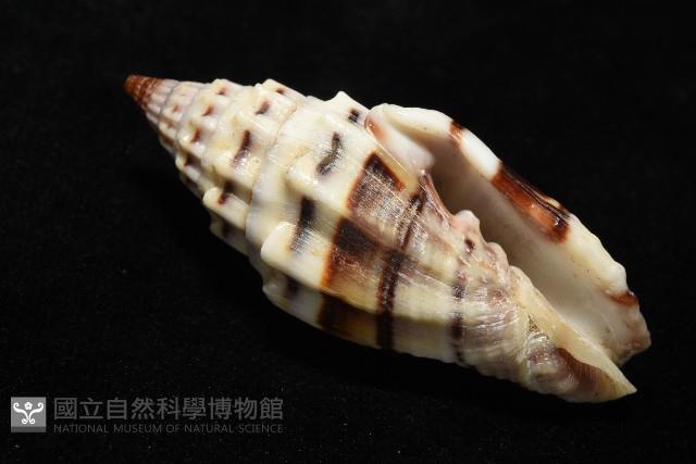 繩紋蛹筆螺藏品圖，第5張