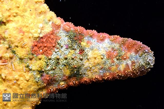未知種花瘤海星 sp. 01藏品圖，第5張