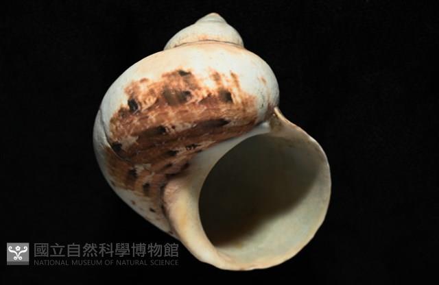 芮氏蠑螺藏品圖，第5張