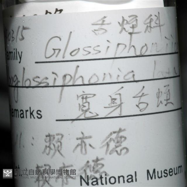 寬身舌蛭藏品圖，第5張